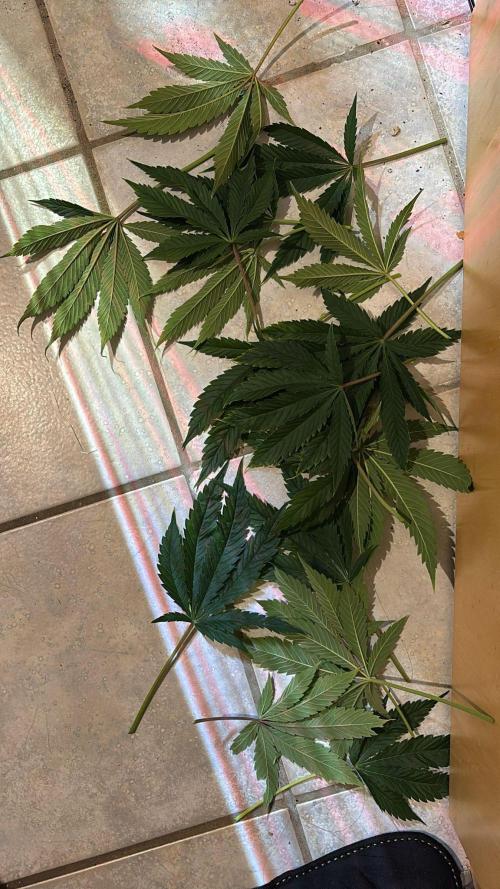Eternity Grow Cup Cannaseur. Week 8 - Defoliation