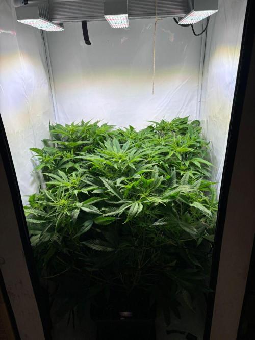 Eternity Grow Cup Cannaseur. Week 8 - Front View 