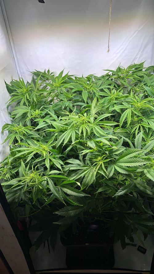 Eternity Grow Cup Cannaseur. Week 8 - After defoliation