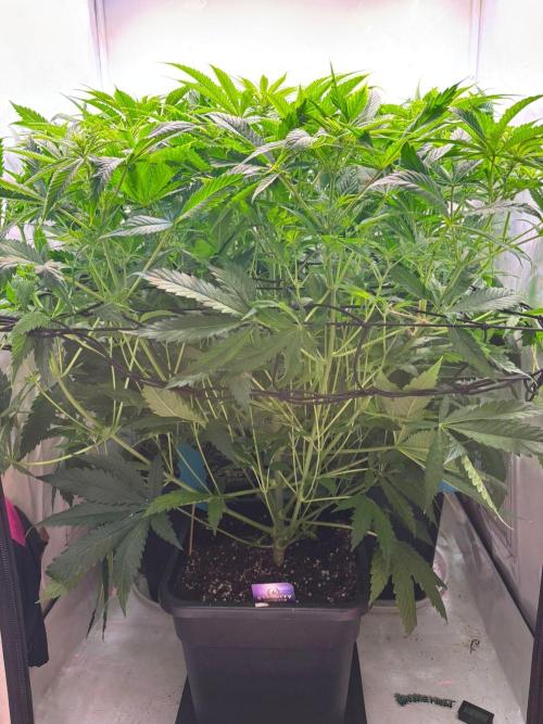 Eternity Grow Cup Cannaseur. Week 8 - Side view