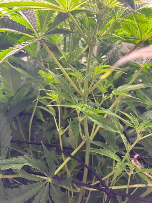 Eternity Grow Cup Cannaseur. Week 8 - Internode view