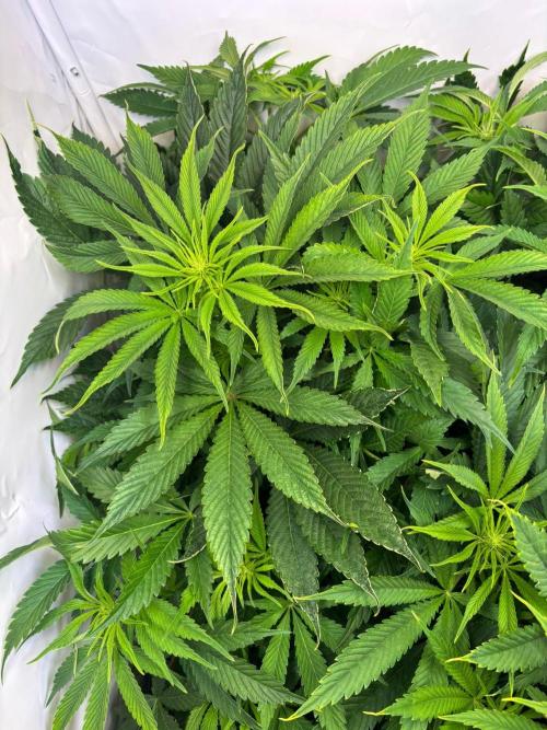 Eternity Grow Cup Cannaseur. Week 8 - Plant 3