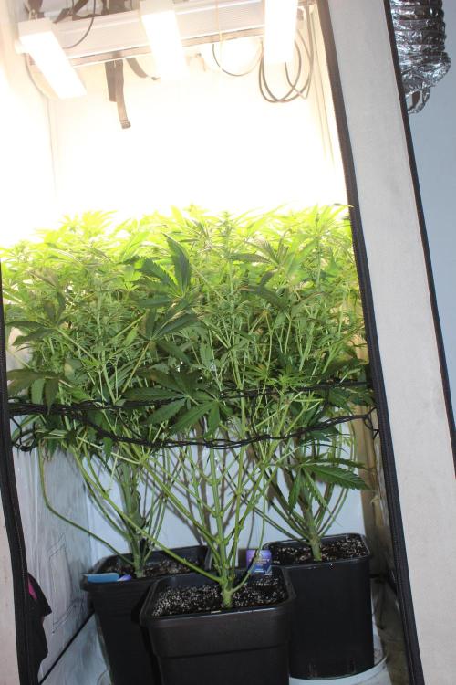 Eternity Grow Cup Cannaseur. Week 9
