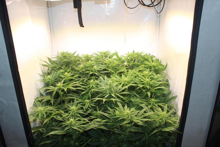 Eternity Grow Cup Cannaseur. Week 9