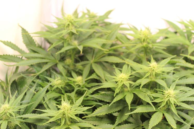Eternity Grow Cup Cannaseur. Week 9