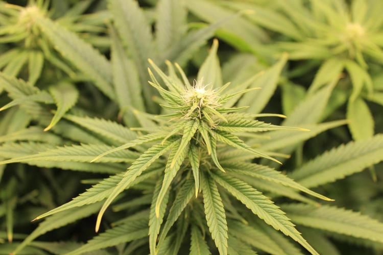 Eternity Grow Cup Cannaseur. Week 9
