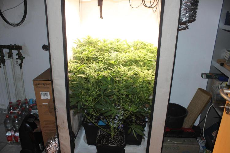 Eternity Grow Cup Cannaseur. Week 9
