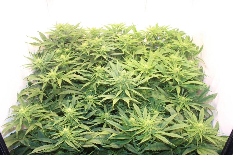 Eternity Grow Cup Cannaseur. Week 9