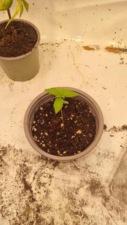 Ganja Farmer Cheese. Week 1 - 1