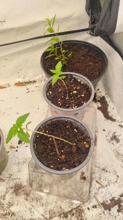 Ganja Farmer Cheese. Week 1 - 2 3 