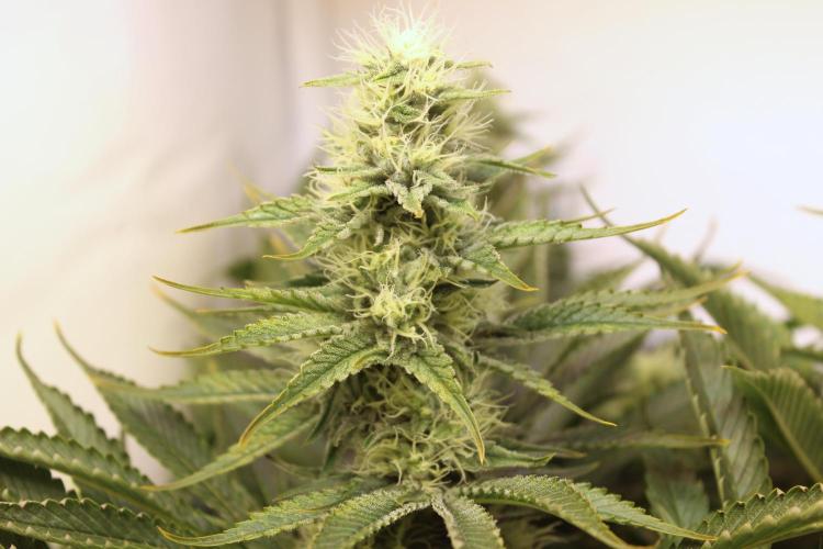 Eternity Grow Cup Cannaseur. Week 10 - Nice long pistills 