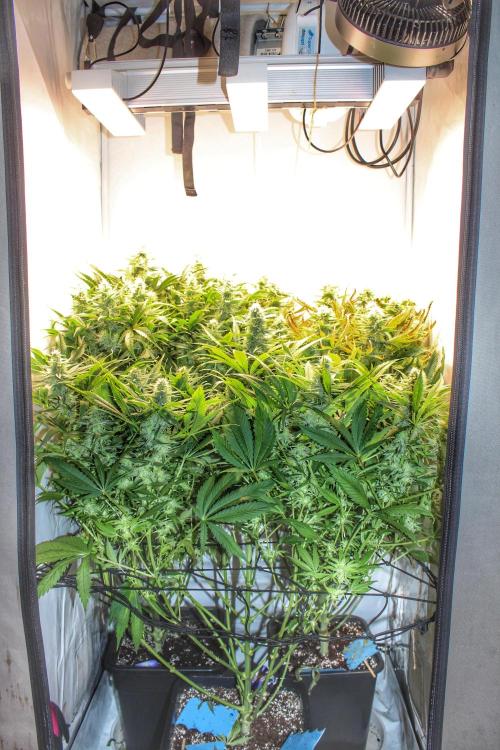 Eternity Grow Cup Cannaseur. Week 10 - All together 
