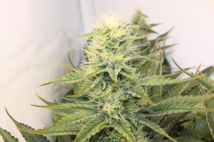 Eternity Grow Cup Cannaseur. Week 10 - Highest plant 