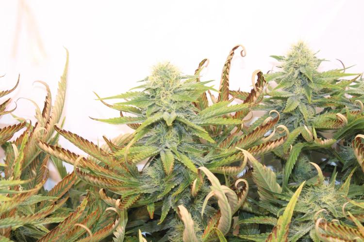 Eternity Grow Cup Cannaseur. Week 10 - Lockout plant 