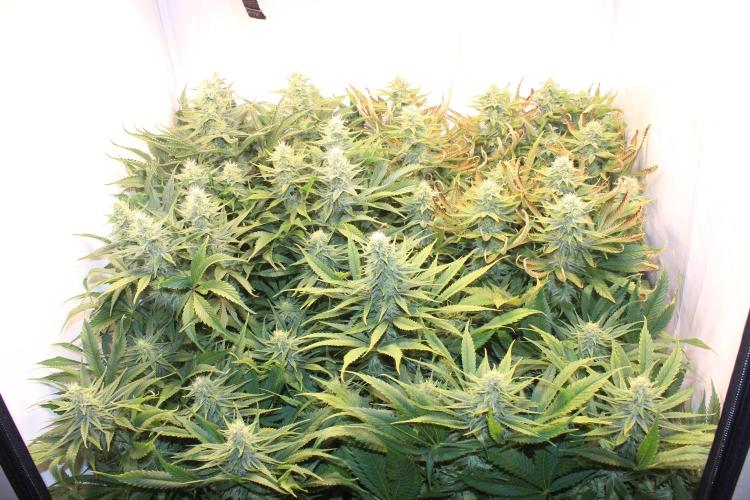 Eternity Grow Cup Cannaseur. Week 10 - All together 