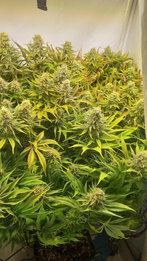 Eternity Grow Cup Cannaseur. Week 11 - Top