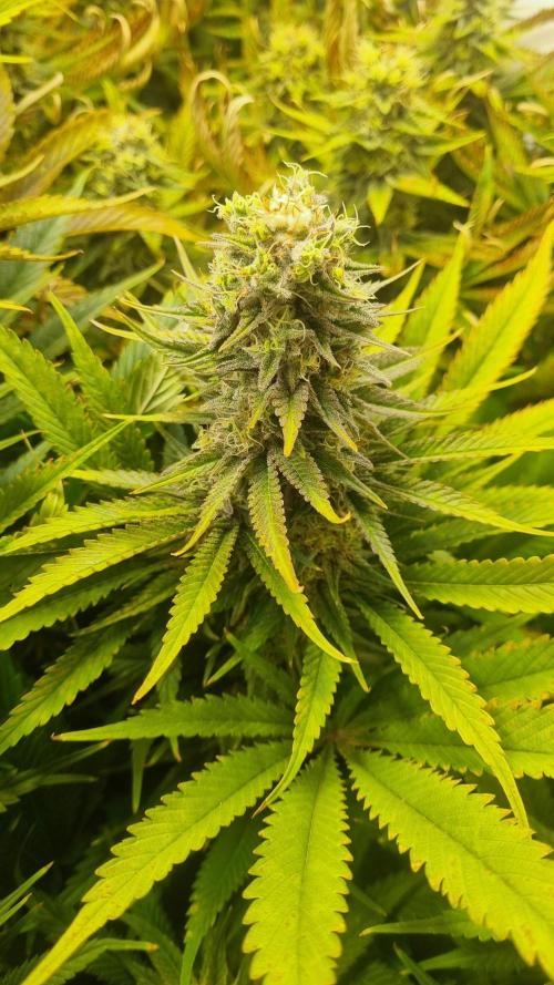 Eternity Grow Cup Cannaseur. Week 11 - Plant1 