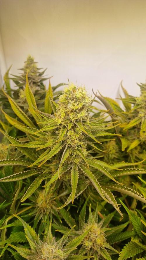 Eternity Grow Cup Cannaseur. Week 11 - Plant 2
