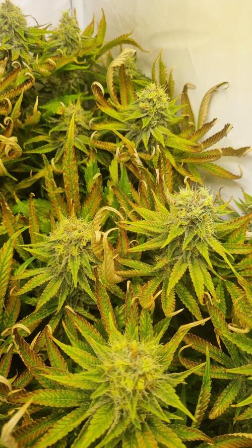 Eternity Grow Cup Cannaseur. Week 11 - Plant 3