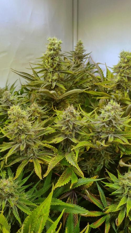 Eternity Grow Cup Cannaseur. Week 12 - Plant 1 