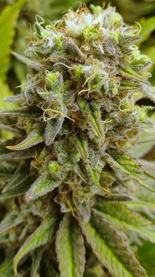 Eternity Grow Cup Cannaseur. Week 12 - Buds plant 2 