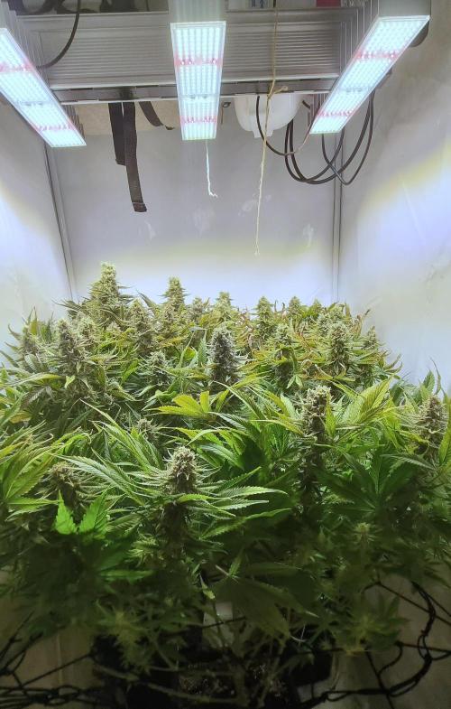 Eternity Grow Cup Cannaseur. Week 12 - Top