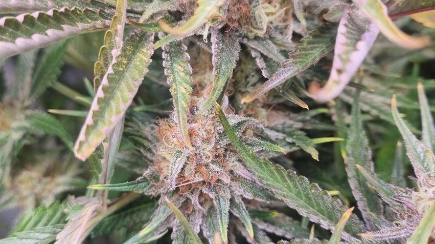 Eternity Grow Cup Cannaseur. Week 12 - Bud plant 3 