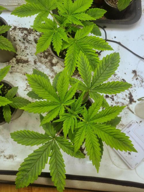 Ganja Farmer Cheese. Week 2