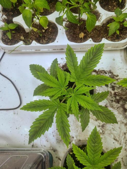 Ganja Farmer Cheese. Week 2