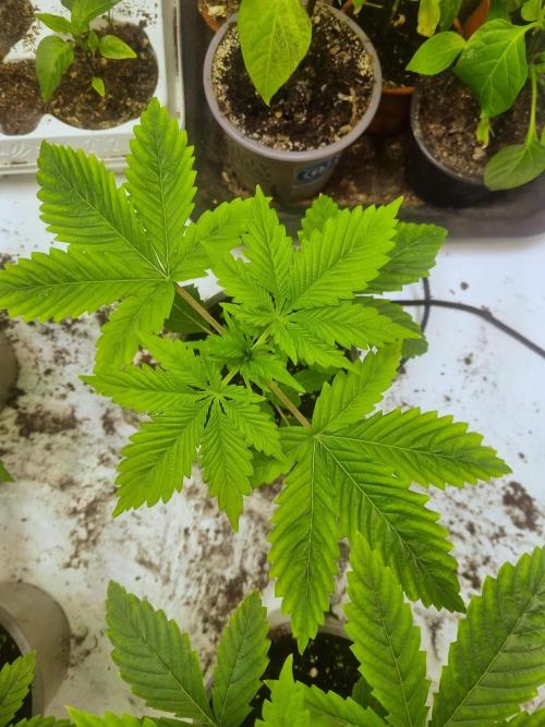 Ganja Farmer Cheese. Week 2