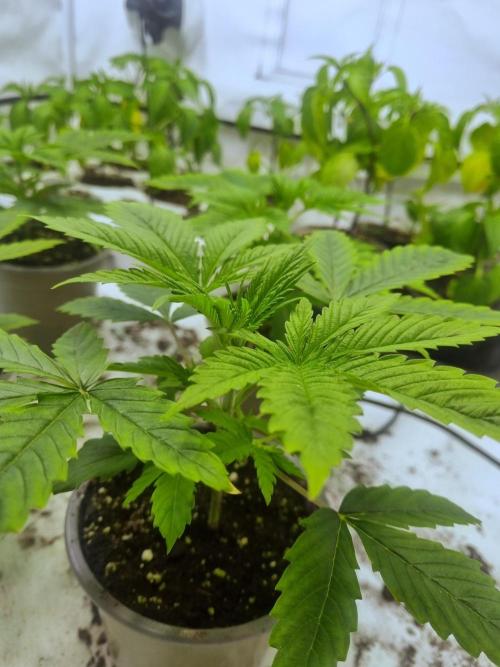 Ganja Farmer Cheese. Week 2