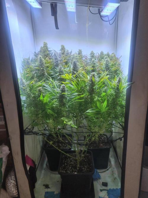 Eternity Grow Cup Cannaseur. Week 13 - Side 