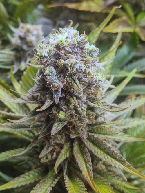 Eternity Grow Cup Cannaseur. Week 13 - Bud 