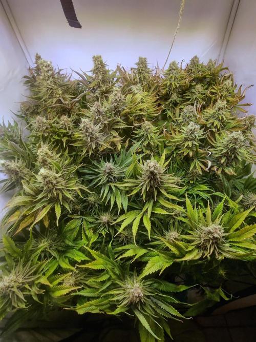 Eternity Grow Cup Cannaseur. Week 13 - Top 