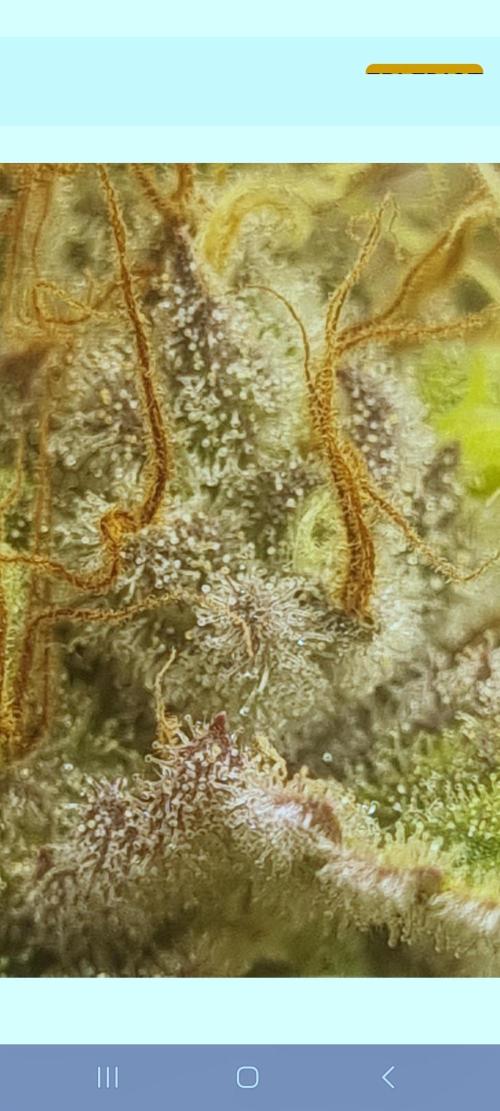 Eternity Grow Cup Cannaseur. Week 13 - Trichome 