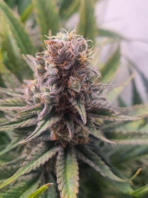 Eternity Grow Cup Cannaseur. Week 13 - Bud 