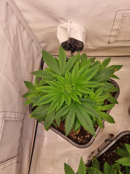 Ganja Farmer Cheese. Week 3