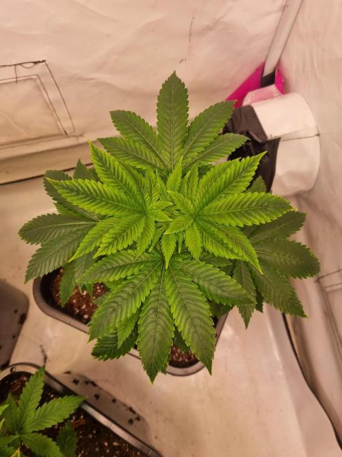 Ganja Farmer Cheese. Week 3