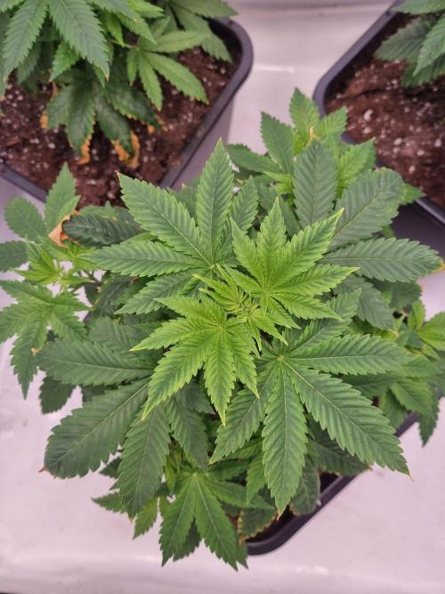 Ganja Farmer Cheese. Week 3