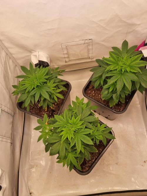 Growpro. Week 3