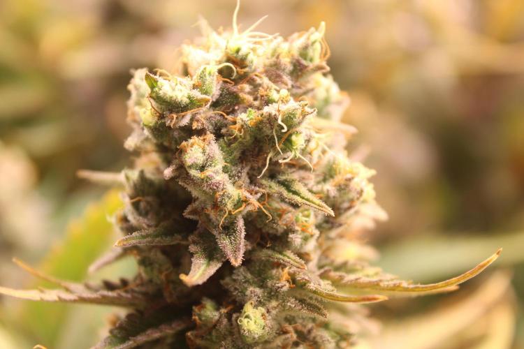 Eternity Grow Cup Cannaseur. Week 14 - Bud 