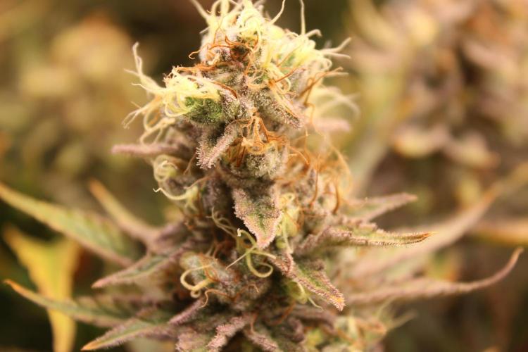 Eternity Grow Cup Cannaseur. Week 14 - Bud