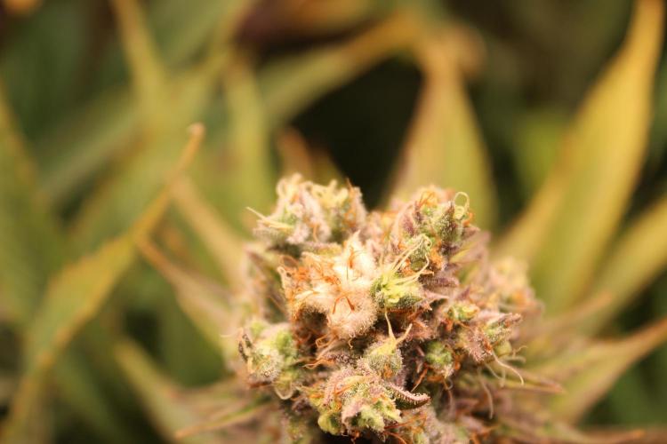 Eternity Grow Cup Cannaseur. Week 14 - Bud with bleaching 