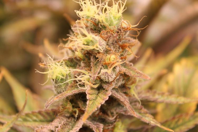 Eternity Grow Cup Cannaseur. Week 14 - Bud 