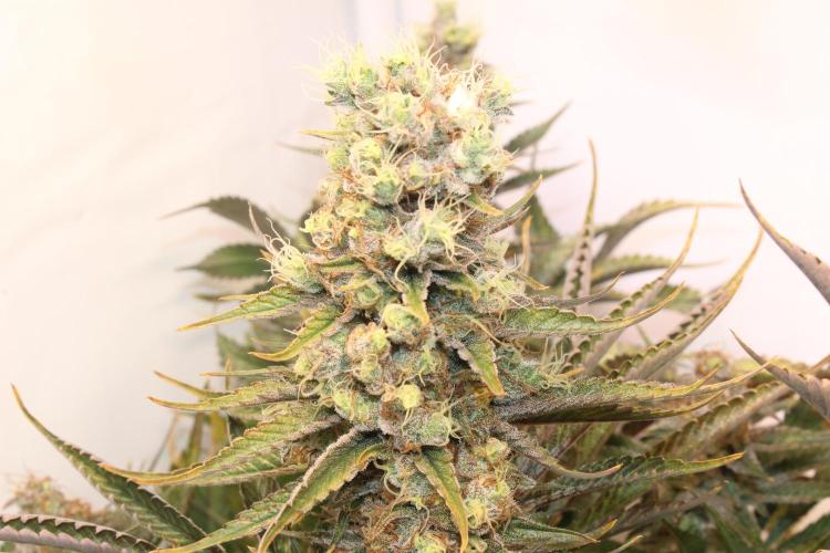 Eternity Grow Cup Cannaseur. Week 14 - Bud 
