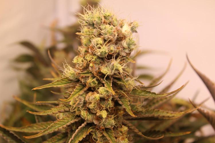 Eternity Grow Cup Cannaseur. Week 14 - Bud 