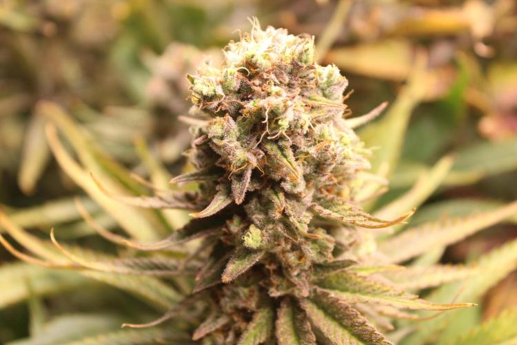Eternity Grow Cup Cannaseur. Week 14 - Bud 