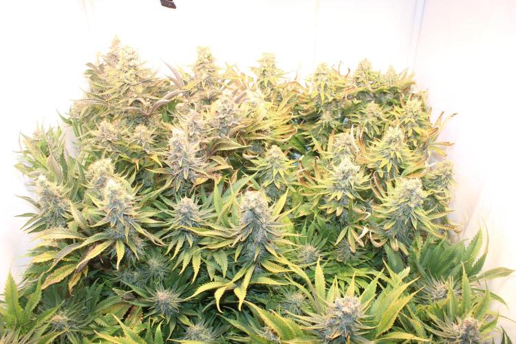 Eternity Grow Cup Cannaseur. Week 14 - Top