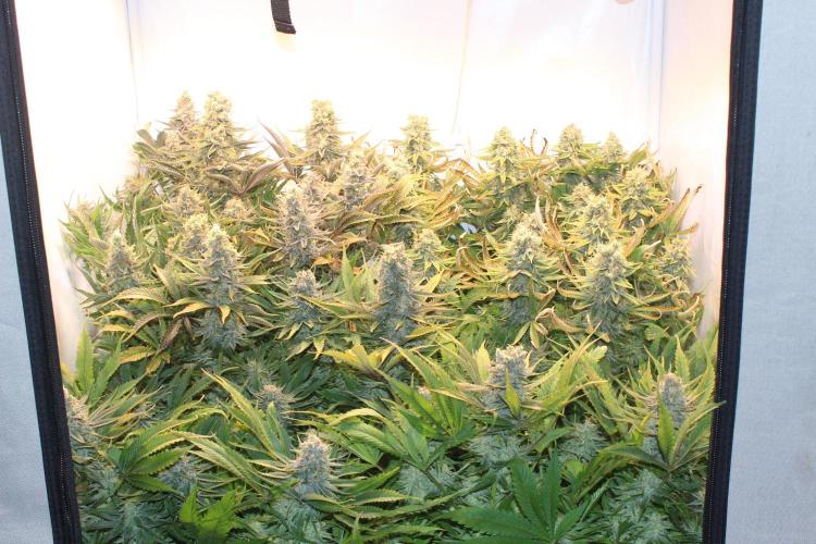Eternity Grow Cup Cannaseur. Week 14 - Top
