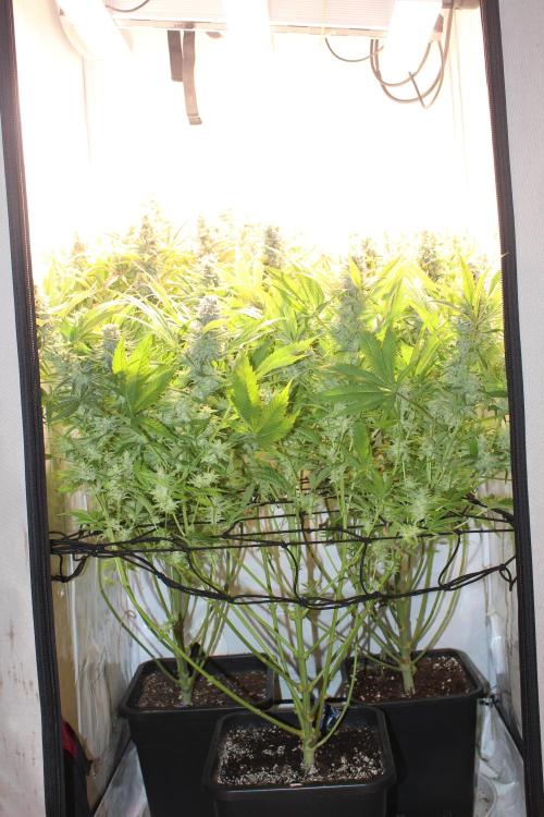 Eternity Grow Cup Cannaseur. Week 14 - Side